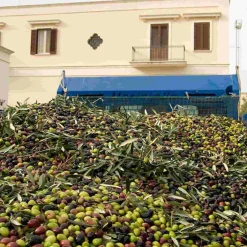 Galantino Fruttato Medio Extra Virgin Olive Oil, 500ml Hot