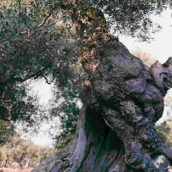 Galantino Puglian Extra Virgin Olive Oil in Amphora Bottle, 500ml Outlet