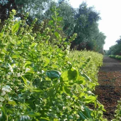 Galantino Puglian Olive Oil with Basil in Terracotta Bottle, 250ml Best