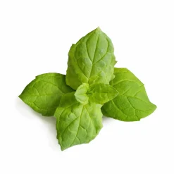 Veritable Asian Lingot Insert, Organic Moroccan Mint Best