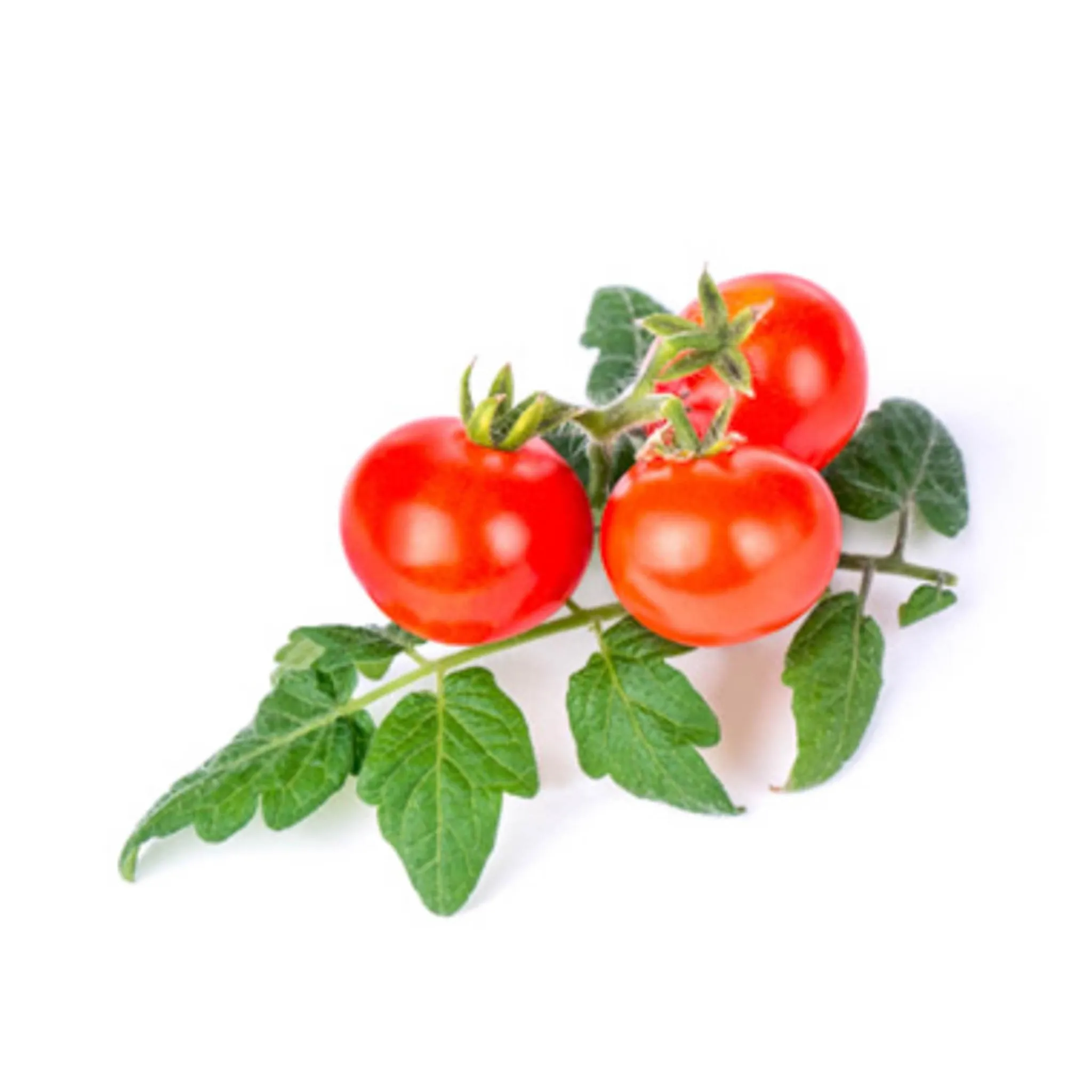 Veritable Baby Vegetable Lingot Insert, Organic Mini Red Tomato Best