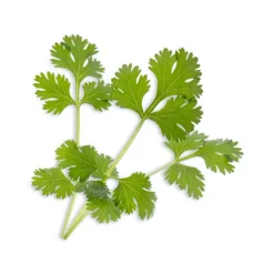 Veritable Herb Lingot Insert, Organic Coriander Hot
